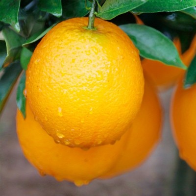 正宗赣南脐橙新鲜当季10斤大果赣州自家果园产地直发现摘江西橙子图3