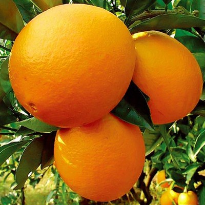 正宗赣南脐橙新鲜当季10斤大果赣州自家果园产地直发现摘江西橙子图2