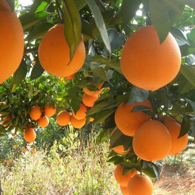 正宗赣南脐橙新鲜当季10斤大果赣州自家果园产地直发现摘江西橙子图5