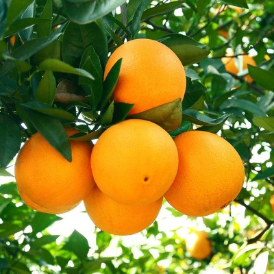 正宗赣南脐橙新鲜当季10斤大果赣州自家果园产地直发现摘江西橙子图4