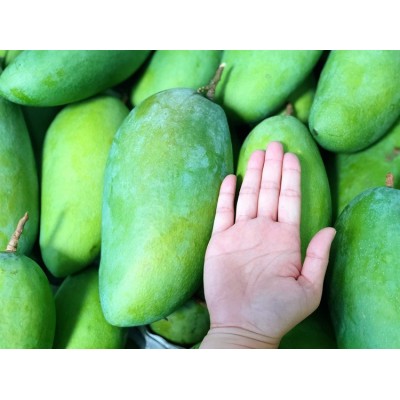 大青芒正宗大芒果青皮青皮金煌芒净果9斤图2