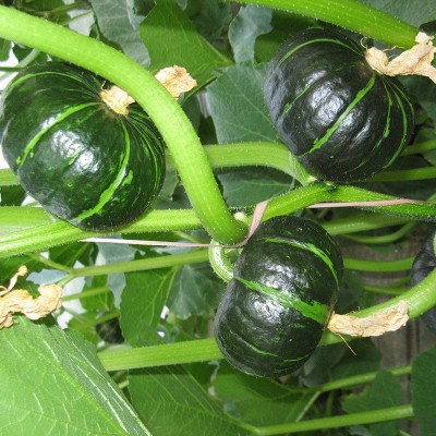 贝贝南瓜粉糯迷你老南瓜宝宝辅食小南瓜贝贝南瓜5斤一件代发图2