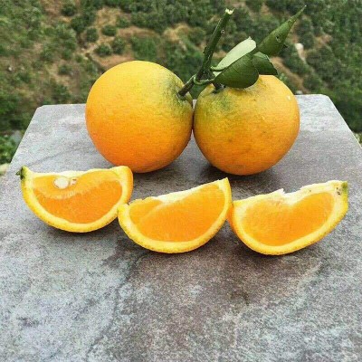 橙子秭归夏橙新鲜橙子非脐橙红橙冰糖橙应季孕妇水果一件代发图3