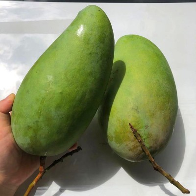 大青芒越南品种芒果新鲜金煌芒当季肉厚核小大芒果现摘水果批发图2