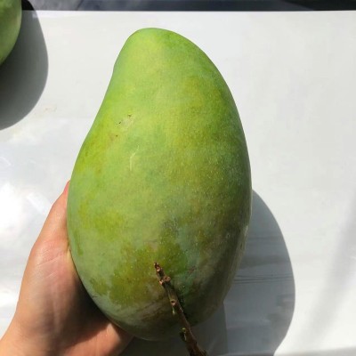 大青芒越南品种芒果新鲜金煌芒当季肉厚核小大芒果现摘水果批发图3