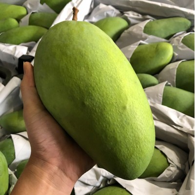 大青芒越南品种芒果新鲜金煌芒当季肉厚核小大芒果现摘水果批发图4