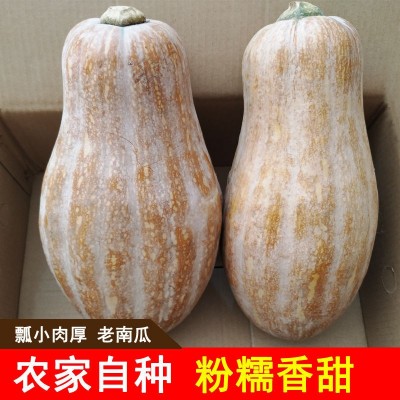 【坏包赔】老南瓜新鲜农家蔬菜甜糯黄皮现摘老品宝宝辅食非小贝贝图2