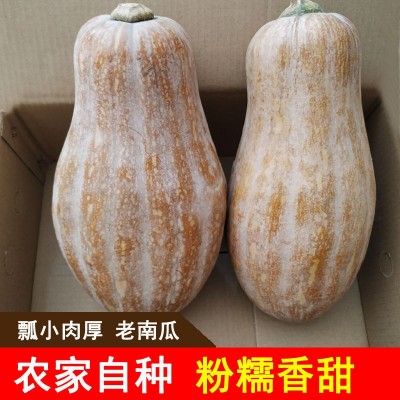 【坏包赔】老南瓜新鲜农家蔬菜甜糯黄皮现摘老品宝宝辅食非小贝贝图4
