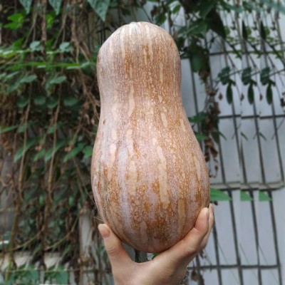 【坏包赔】老南瓜新鲜农家蔬菜甜糯黄皮现摘老品宝宝辅食非小贝贝图5