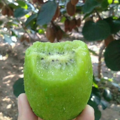 陕西绿心猕猴桃新鲜上市新鲜应季水果图2