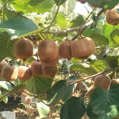 陕西绿心猕猴桃新鲜上市新鲜应季水果图5