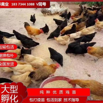 高产麻母 绿壳蛋鸡 量大从优 批发厂家直销 星华禽业小鸡土鸡图2