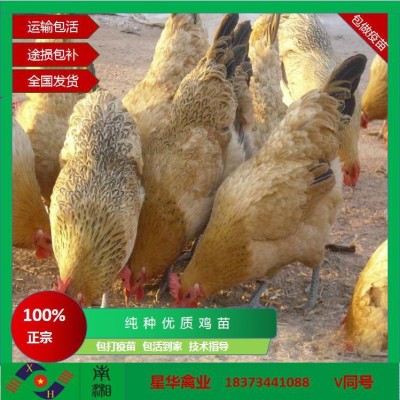 高产麻母 绿壳蛋鸡 量大从优 批发厂家直销 星华禽业小鸡土鸡图5