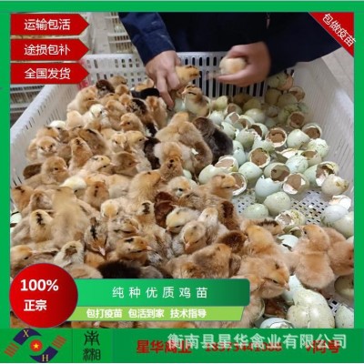 高产麻母 绿壳蛋鸡 量大从优 批发厂家直销 星华禽业小鸡土鸡图3