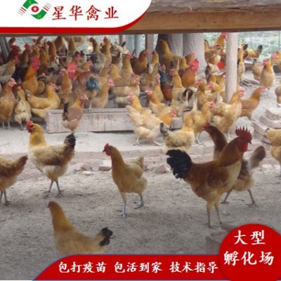 高产麻母 绿壳蛋鸡 量大从优 批发厂家直销 星华禽业小鸡土鸡图4