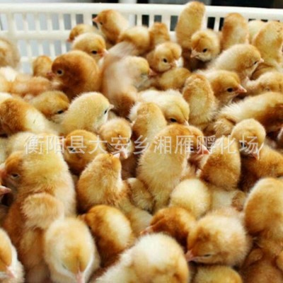 海兰褐蛋鸡苗麻羽绿壳蛋小苗土鸡高 产蛋鸡苗罗曼蛋鸡活体包运输图3