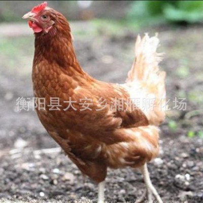 海兰褐蛋鸡苗麻羽绿壳蛋小苗土鸡高 产蛋鸡苗罗曼蛋鸡活体包运输图2
