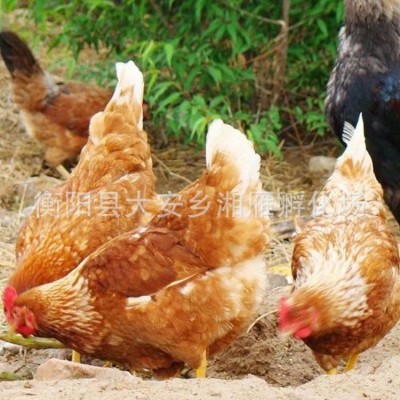 海兰褐蛋鸡苗麻羽绿壳蛋小苗土鸡高 产蛋鸡苗罗曼蛋鸡活体包运输图4