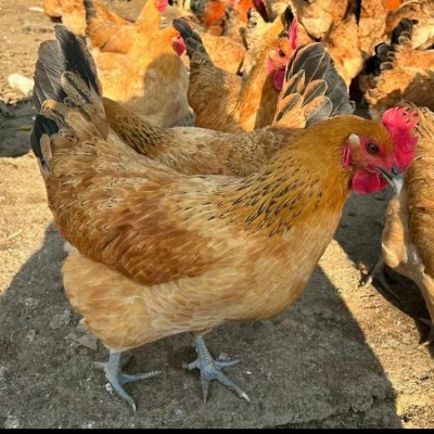 厂家批发定制青脚土鸡苗出壳一日龄 鸡苗活体幼崽山地放养小脚鸡图2