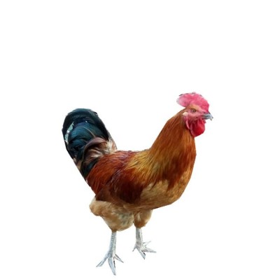 厂家批发定制青脚土鸡苗出壳一日龄 鸡苗活体幼崽山地放养小脚鸡图5