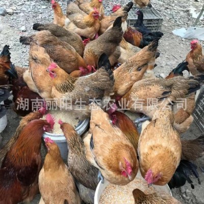 厂家批发定制青脚土鸡苗出壳一日龄 鸡苗活体幼崽山地放养小脚鸡图3