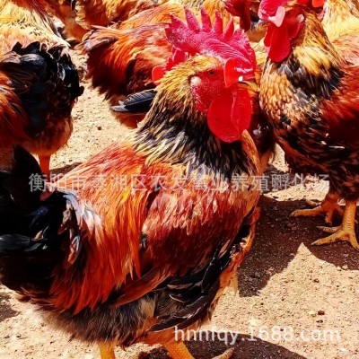 厂家大种肉鸡苗销售黄脚麻鸡苗快速青脚麻鸡苗k9快速麻鸡苗图3