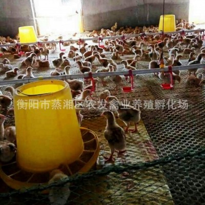 厂家大种肉鸡苗销售黄脚麻鸡苗快速青脚麻鸡苗k9快速麻鸡苗图5