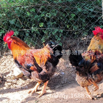 厂家大种肉鸡苗销售黄脚麻鸡苗快速青脚麻鸡苗k9快速麻鸡苗图4