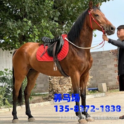 养马场供应活马骑乘大马高头大马小马驹比赛用马野骑大马纯血马图3