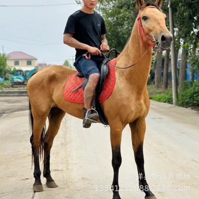 养马场供应活马骑乘大马高头大马小马驹比赛用马野骑大马纯血马图4