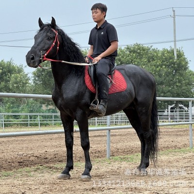 养马场供应活马骑乘大马高头大马小马驹比赛用马野骑大马纯血马图5