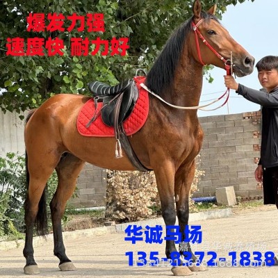 养马场供应活马骑乘大马高头大马小马驹比赛用马野骑大马纯血马图2