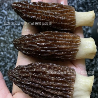 羊肚菌干货云南特产高山羊肚菌干货头茬剪柄羊肚菌煲汤批发代发图2