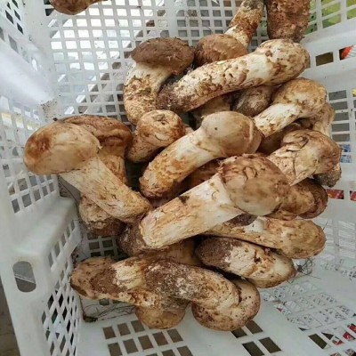 新鲜松茸 吉林延边松茸 产地直发 野生菌松茸图3