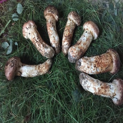 新鲜松茸 吉林延边松茸 产地直发 野生菌松茸图2
