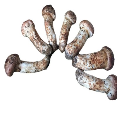 新鲜松茸 吉林延边松茸 产地直发 野生菌松茸图4