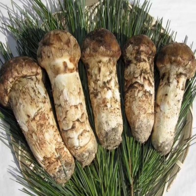 野生菌松茸 吉林延边松茸 新鲜松茸 产地直发图4