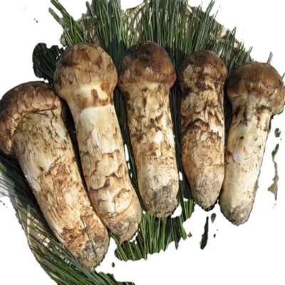野生菌松茸 吉林延边松茸 新鲜松茸 产地直发图5