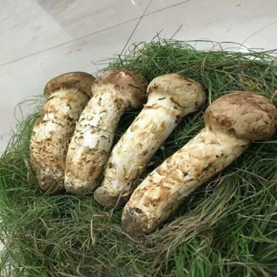 野生菌松茸 吉林延边松茸 新鲜松茸 产地直发图3