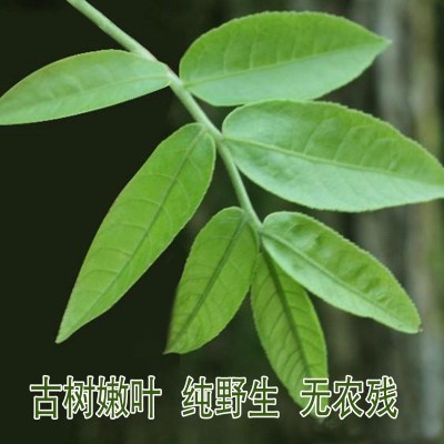 爱尚园青钱柳嫩芽茶新品厂家直销张家界原产地森林青钱柳茶图3