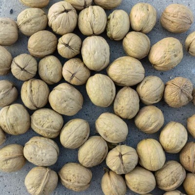 出口核桃源头厂家批发直销新疆185纸皮核桃2023年新货零食图2