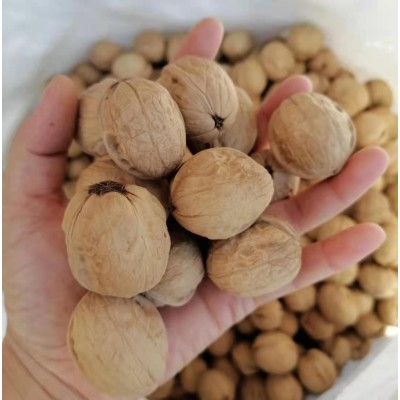 【出口源头厂家】批发新疆185纸皮核桃2023年新货工厂店图2