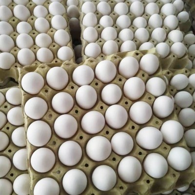 厂家批发新鲜白壳鸡蛋五谷粮食饲养鸡蛋整箱鲜鸡蛋批发山东养殖场图3
