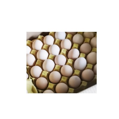 厂家直销红壳鸡蛋新鲜鸡蛋批发360枚整箱批发新鲜直达五谷饲养图3