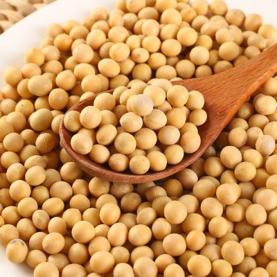 黄豆500g五谷杂粮豆浆东北粗粮原料营养农家大豆1斤批发图2