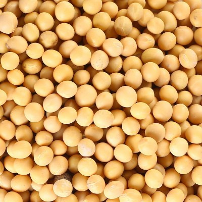 黄豆500g五谷杂粮豆浆东北粗粮原料营养农家大豆1斤批发图4