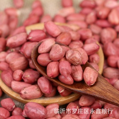 鲜货四粒红花生米 东北四粒红农家花生粒 红皮小粒花生果五谷杂粮图2