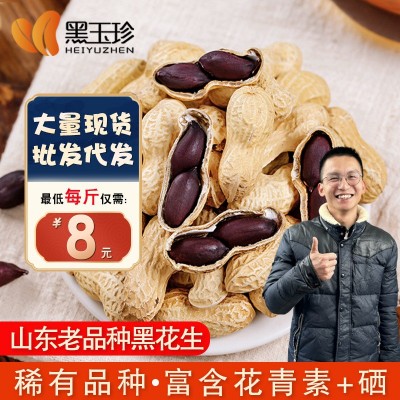 2024新货黑玉珍正宗山东黑花生 富硒带壳生农家种 产地批发可种植图2