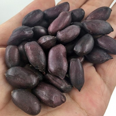 黑玉珍正宗山东黑花生500克大粒去壳24年新货生黑花生米 产地批发图3