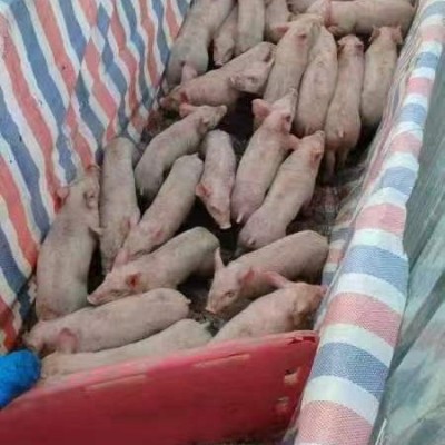 现杀精品猪整只新鲜乳猪冰鲜小乳猪脆皮烤乳猪小香猪小猪仔酒店宴图3